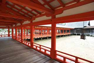 fotografia, material, livra, ajardine, imagine, proveja fotografia,Um corredor de Santurio de Itsukushima-jinja, A herana cultural de mundo, Otorii, Santurio de Xintosmo, Eu sou vermelho de cinbrio