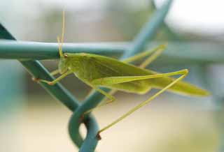 foto,tela,gratis,paisaje,fotografa,idea,Un saltamontes, Insecto de sopa, Saltamontes, Green, Un insecto