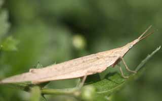 Foto, materieel, vrij, landschap, schilderstuk, bevoorraden foto,Een vervoer op plat open goederenwago sprinkhaan, Vervoer op plat open goederenwago sprinkhaan, Sprinkhaan, Brown, Een insect