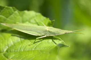 Foto, materieel, vrij, landschap, schilderstuk, bevoorraden foto,Een vervoer op plat open goederenwago sprinkhaan, Vervoer op plat open goederenwago sprinkhaan, Sprinkhaan, Groen, Een insect