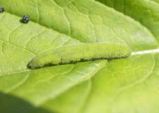 photo, la matire, libre, amnage, dcrivez, photo de la rserve,Cabbageworm, Je suis plus bleu et, Cabbageworm, chenille verte, larve