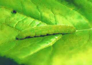 illust, matire, libre, paysage, image, le tableau, crayon de la couleur, colorie, en tirant,Cabbageworm, Je suis plus bleu et, Cabbageworm, chenille verte, larve