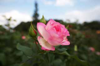 photo, la matière, libre, aménage, décrivez, photo de la réserve,Timidité d'une rose, rose, rose, rose, Rose