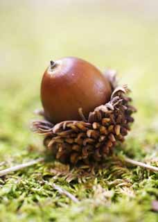 fotografia, material, livra, ajardine, imagine, proveja fotografia,Uma fruta de um carvalho, , Uma bolota, , Um carvalho