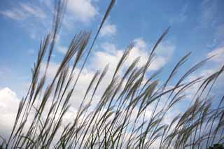 fotografia, materiale, libero il panorama, dipinga, fotografia di scorta,Una pampa giapponese ricopre d'erba ed un cielo blu, Erba di pampe giapponese, , , 