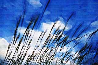 Illust, materieel, vrij, landschap, schilderstuk, schilderstuk, kleuren potlood, crayon, werkje,EEN Jap pampas gras en een blauwe lucht, Jap pampas gras, , , 