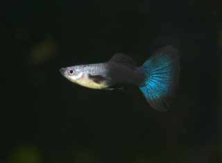 photo,material,free,landscape,picture,stock photo,Creative Commons,A guppy, Tropical fish, An admiration fish, Black, Blue