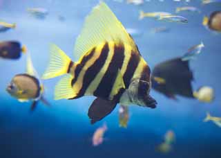 photo,material,free,landscape,picture,stock photo,Creative Commons,Tropical fish, Swimming, Tropical fish, Black, Yellow