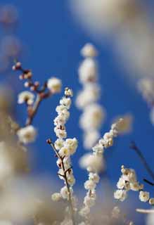 fotografia, materiale, libero il panorama, dipinga, fotografia di scorta,Un ballo di fiori di susina bianchi, fiore di una susina, fiore bianco, ramo, cielo blu