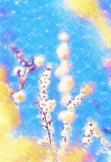 illust, materiale, libero panorama, ritratto dipinto, matita di colore disegna a pastello, disegnando,Un ballo di fiori di susina bianchi, fiore di una susina, fiore bianco, ramo, cielo blu