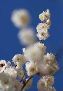 photo, la matire, libre, amnage, dcrivez, photo de la rserve,Une danse de fleurs de la prune blanches, fleur d'une prune, fleur blanche, branche, ciel bleu