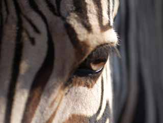 photo,material,free,landscape,picture,stock photo,Creative Commons,Big Eye, An island horse, zebra, , Eyes