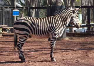 Foto, materieel, vrij, landschap, schilderstuk, bevoorraden foto,Een zebra, Een eiland paard, Zebra, , Staart