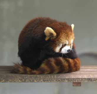 photo,material,free,landscape,picture,stock photo,Creative Commons,Lesser panda, Panda, I am pretty, popular person, tail