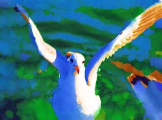 illustration,material,free,landscape,picture,painting,color pencil,crayon,drawing,At the time of flap, wing, , gull, feather