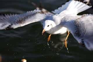 photo,material,free,landscape,picture,stock photo,Creative Commons,Taking off from water, wing, , gull, feather