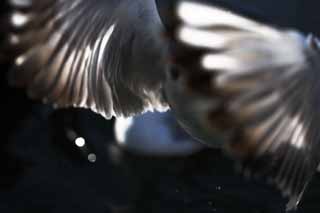 photo,material,free,landscape,picture,stock photo,Creative Commons,Be filled with wind, wing, , gull, feather