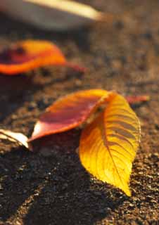 Foto, materiell, befreit, Landschaft, Bild, hat Foto auf Lager,Schein herbstlicher Landschaft, Tote Bltter, Rot, Herbstliche Landschaft, Der Boden