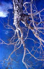 fotografia, materiale, libero il panorama, dipinga, fotografia di scorta,Un albero di frusta, cielo blu, nube, albero, 