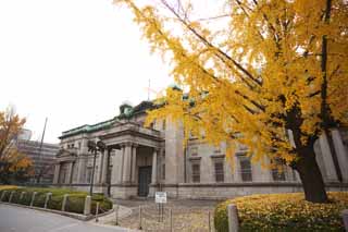 photo, la matire, libre, amnage, dcrivez, photo de la rserve,Banque de Japon Osaka bureau, ginkgo, Feuilles colores, L'histoire, Banque de Japon