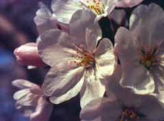 fotografia, material, livra, ajardine, imagine, proveja fotografia,Culminao de flores de cereja, flor de cereja, rosa, , 