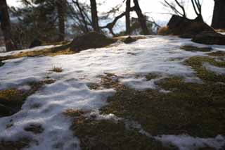 foto,tela,gratis,paisaje,fotografa,idea,La nieve es pile, rbol, Colina, Lake Onuma, Moss