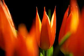 photo,material,free,landscape,picture,stock photo,Creative Commons,Summer, , tulip, petal, In spring