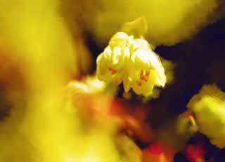 ,,, ,,,   , ,.  

panciflora Corylopsis.  , , panciflora Corylopsis., .  ,    