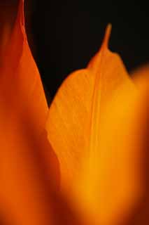 photo,material,free,landscape,picture,stock photo,Creative Commons,It is flame in spring, , tulip, petal, In spring