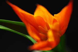 photo, la matière, libre, aménage, décrivez, photo de la réserve,Vermillon de la chaleur, , tulipe, pétale, Dans le printemps