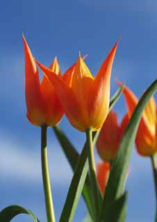 photo, la matière, libre, aménage, décrivez, photo de la réserve,Un ciel bleu et un bon ami, , tulipe, pétale, Dans le printemps