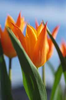 , , , , ,  .,cinnabar  tulip, , tulip, petal, 