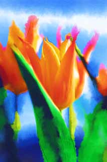 illust, materiell, befreit, Landschaft, Bild, Gemlde, Farbbleistift, Wachsmalstift, Zeichnung,,Ein Zinnober rote Tulpe, , Tulpe, Bltenblatt, In Frhling