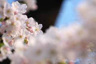 foto,tela,gratis,paisaje,fotografa,idea,Luz del sol de cerise, Cerezo, , , Cerezo de Yoshino