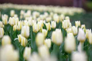 Foto, materieel, vrij, landschap, schilderstuk, bevoorraden foto,Een tulp veld, , Tulp, Bloem bed, Bloem