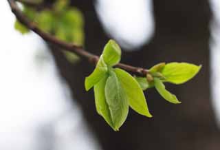 photo,material,free,landscape,picture,stock photo,Creative Commons,Spring of the fresh green, sprout, blade, Green, 