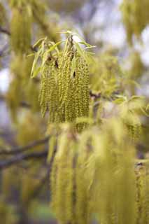 fotografia, materiale, libero il panorama, dipinga, fotografia di scorta,Un fiore di una quercia, , Una quercia, Una ghianda, 