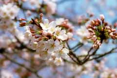 Foto, materiell, befreit, Landschaft, Bild, hat Foto auf Lager,Frhling der Kirschenbltenfarbe, Kirschenblte, rosa, , 