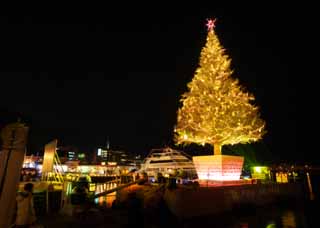 foto,tela,gratis,paisaje,fotografa,idea,Un rbol de Navidad de Hakodate, rbol de Navidad, X 'mas, Noche sagrada, Puerto