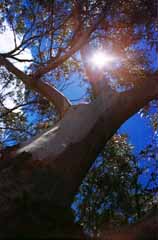 photo,material,free,landscape,picture,stock photo,Creative Commons,Summer of eucalyptus color, branch, blue sky, sun, 