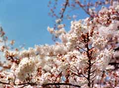 Foto, materiell, befreit, Landschaft, Bild, hat Foto auf Lager,Lassen Sie Sonnenlicht los, und Kirsche blht, Kirschenblte, rosa, , 