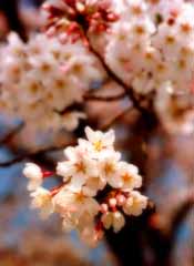 fotografia, material, livra, ajardine, imagine, proveja fotografia,Flores de cereja, flor de cereja, rosa, , 