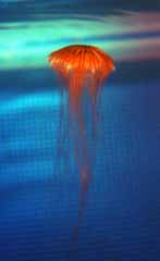 photo,material,free,landscape,picture,stock photo,Creative Commons,Wafting jellyfish, sea, jellyfish, , 