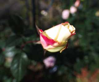 Foto, materiell, befreit, Landschaft, Bild, hat Foto auf Lager,Rot und eine Knospe von einem gelben stieg, Knospe, , Rose, 