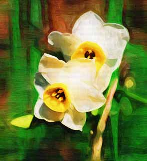 illust, material, livram, paisagem, quadro, pintura, lpis de cor, creiom, puxando,Narciso, Eu no adivinho isto, narciso silvestre, Narciso, Amarelo