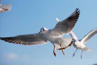 Foto, materieel, vrij, landschap, schilderstuk, bevoorraden foto,Schuivend van een gull, Gull, , , Vleugel