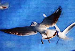 illust, matire, libre, paysage, image, le tableau, crayon de la couleur, colorie, en tirant,Glisser d'une mouette, mouette, , , aile