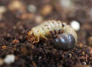 foto,tela,gratis,paisaje,fotografa,idea,La larva del escarabajo, Escarabajo, , Oruga verde, Entre tierra