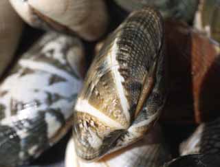 , , , , ,  .,-necked clam, -necked clam, Asari,  , Shellfish-