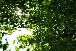 fotografia, materiale, libero il panorama, dipinga, fotografia di scorta,Il giovane permesso del ginkgo, ginkgo, , giovane permesso, 